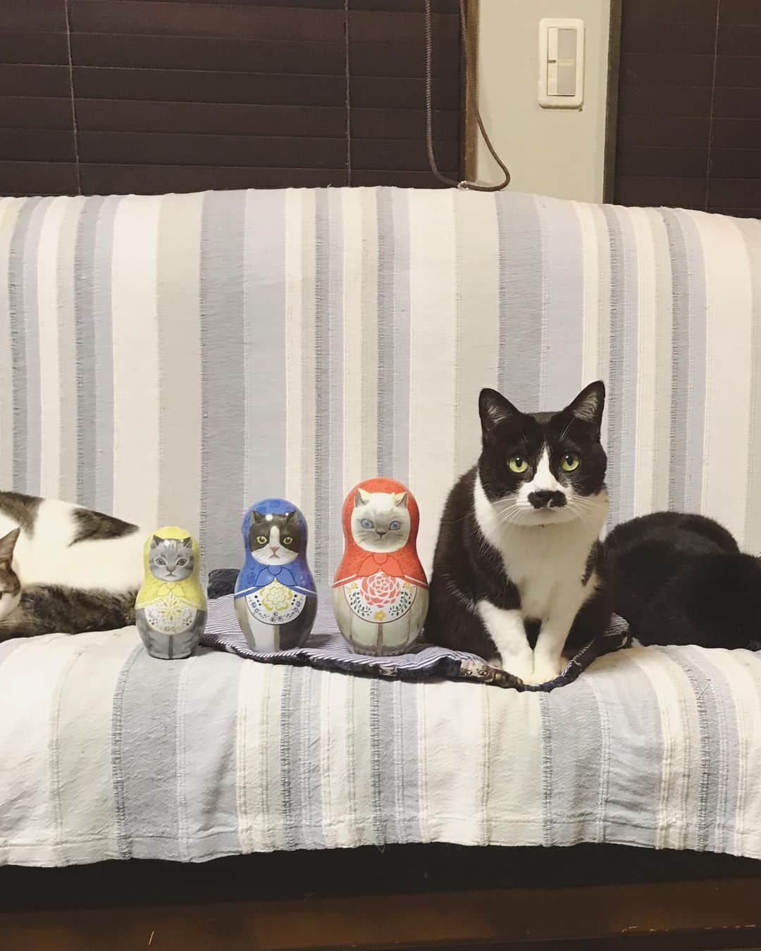 もじゃころのインスタグラム：「待ちに待ったアフタヌーンティー @afternoontea_official と Cat’s ISSUE のコラボ @catsnaptime の第5弾！  昨日早速行ってきて、ニューアイテムのネコリョーシカ紅茶缶と、ハチワレクッション、エプロンの3点をゲットしてきました😸  これはネコリョーシカ缶！ こんなにかわいい紅茶缶を考え出すなんて！！！素晴らしすぎませんか！！！！！ しかも3匹の中にハチワレがいてくれてもう最高でしかない！！！！！ @catsissue #catsissue #catsnaptime #afternoontealiving #ネコリョーシカ #マトリョーシカ #紅茶缶」