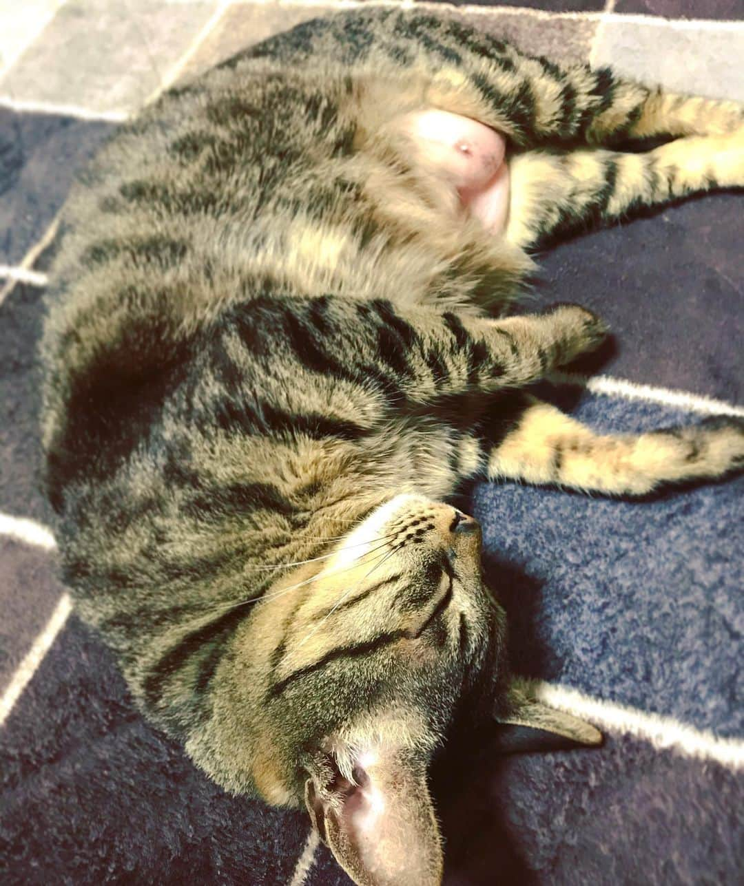 小嶋晶子さんのインスタグラム写真 - (小嶋晶子Instagram)「🐈...zzZ🐾 #cat #cats #browntabby #catsofinstagram #catstagram #neko #nekostagram #ねこ #ねこ部 #ねこすたぐらむ #きじとら #きじとらねこ #きじとら女子 #きじとら部 #ネコ #ネコ部  #キジトラ #キジトラネコ #キジトラ部 #かぎしっぽ #かぎしっぽ猫部 #カギしっぽ #カギしっぽ猫 #お腹ハゲてる #足の裏もハゲてる #とろねこチャレンジ #とろねこチャレンジに参加 #とろねこチャレンジは4月まで」2月20日 19時32分 - kojimamajiko