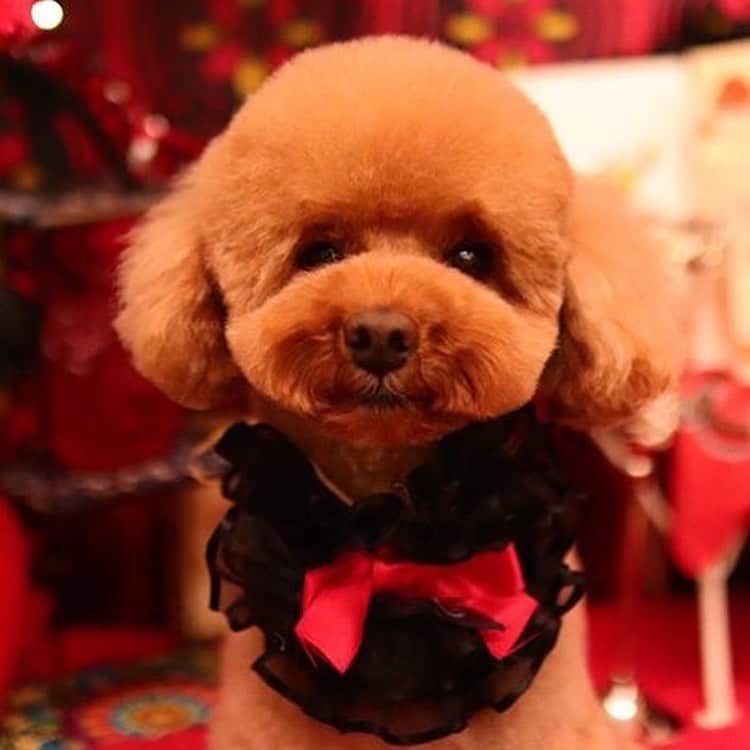 keikobun34さんのインスタグラム写真 - (keikobun34Instagram)「・ ･.｡*･.｡* February･.｡*･.｡* ・  @leibun53 ・ ♡Lei レイ♡ ・ ・  #トリミング#もふもふ#モフモフのお友達 #トイプードル#toypoodle #プードル#poodle#犬#dog#kaumo_pet#dogstagram#poodle_feature #instadog#toypoodlegram#welovetoypoodle #picsofdogmodels#poodlesofinstagram #poodles #poodlelove#dogsofinstagram #doglover  #dogoftheday」2月20日 19時46分 - keikobun34