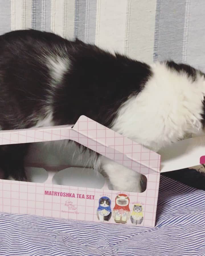 もじゃころのインスタグラム：「坂東はワンちゃんだから、犬小屋と勘違いしちゃったのかな😂😂😂😂😂 お前の家じゃないんだ…  大きすぎて犬小屋に入りきれてない坂東🤣  だから家じゃないんだ…察してくれ…  #坂東玉隠しシャシャ丸  #ボーダーコリ男  #犬小屋  @catsissue @catsnaptime @afternoontea_official #catsissue #catsnaptime #afternoontealiving」