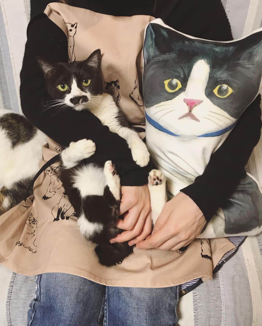 もじゃころのインスタグラム：「あともう一個エプロン買ったんですが、これがまたかわいくてかわいくて😍  昨日水曜日なのに忙しすぎてお膝の儀式すっぽかしちゃったので、今日乗ってもらいました！まあ毎日乗せてるからもはやペッペにとって曜日なんて無意味なんですがw  @catsissue @catsnaptime @afternoontea_official #catsissue #catsnaptime #afternoontealiving #エプロン」
