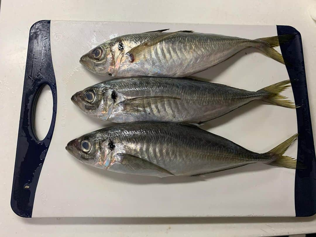 みかんさんのインスタグラム写真 - (みかんInstagram)「今日の晩ご飯は鯵フライ🐟 菜の花の辛子和え、南瓜の味噌汁でした🍚 魚屋さんで鯵が肉厚だったのよ✨もちろん捌きから🔪 この間の鰤でみんなから捌くの凄いと言って頂けたのは嬉しかったけど、流石に出刃包丁なくて新鮮すぎたから捌くのに結構、苦戦して何とかか出来たけど、大変だったのよ💦 それに比べたら小さい鯵の3枚下ろしなんかはチョチョイのチョイよん✨ 捌けるようになったのは2人のおかげ🧡 まずは婆ちゃんだな‼️ 婆ちゃんは80歳まで魚売りしてたから、私が幼い頃から捌きばかり見てたせいか、なんか頭に自然と入ってる🤣 もう1人は高校の時にアルバイトでお世話になった女将さんのおかげ❤️"女子なら魚ぐらい捌けないとダメよ"と言われ実践して教えてもらいました✨ 当時は面倒くさなぁと思いながらバイトもしてたけど、今じゃとっても為になってるので、ものすごく感謝してる❤️ 料理は出来て損はないのよね🥰 それにしても魚捌くと手が生臭い(´༎ຶོρ༎ຶོ`) レモン🍋を絞って手を洗うと臭いが取れるそうよ👍 みかん🍊でも取れるのかしら⁉️ #鯵フライ #菜の花の辛子和え #南瓜の味噌汁 #3枚下ろし #魚捌くの好き #婆ちゃんと女将さんのおかげで #魚を捌けるようになりました #感謝でしかない #洋食は苦手なんで #うちは和食か中華が多い」2月20日 20時47分 - mikan02241984