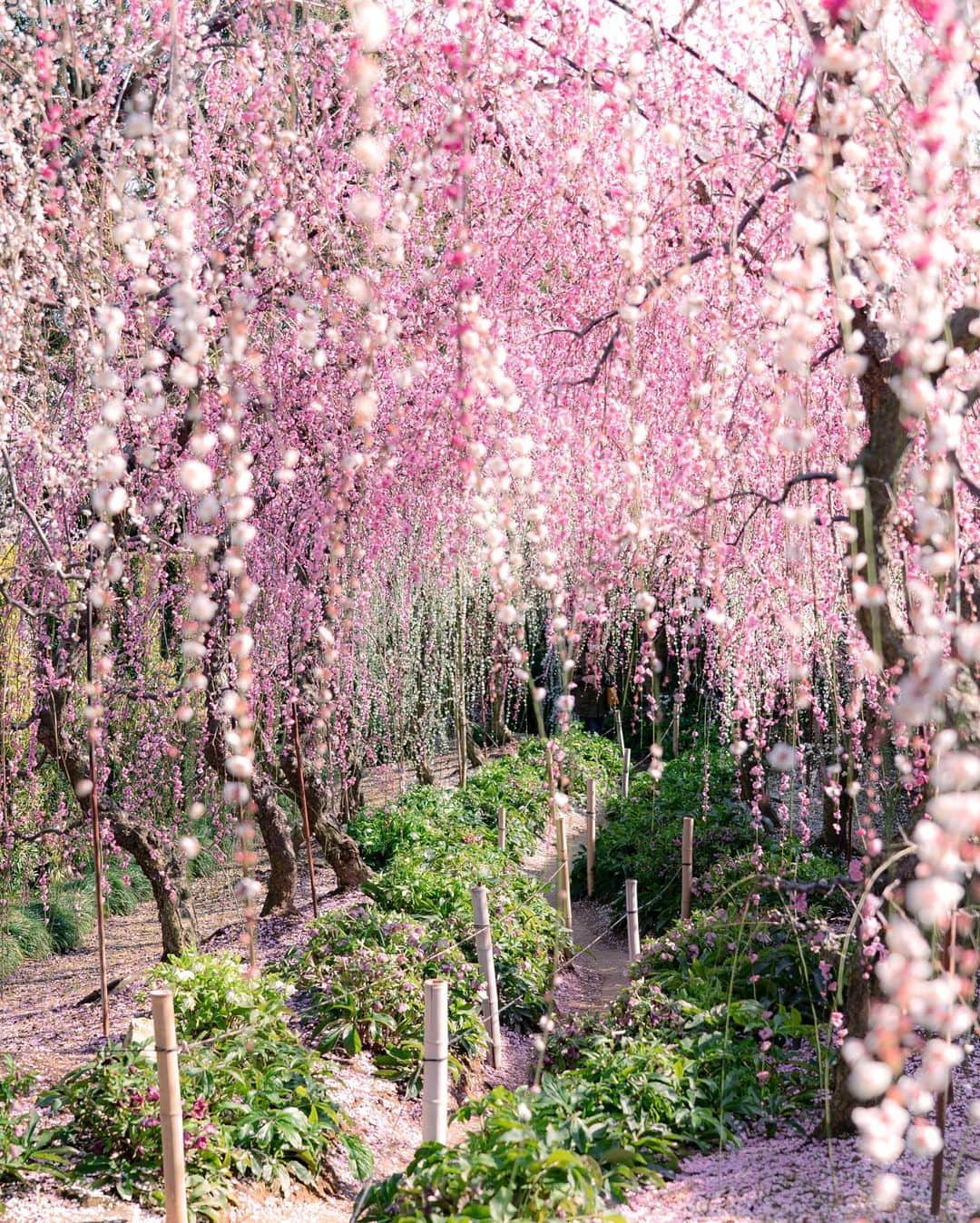 masayaさんのインスタグラム写真 - (masayaInstagram)「大草山昇竜しだれ梅園 Weeping plum blossoms tunnel Hamamatsu Shizuoka Prefecture しだれ梅のトンネル」2月20日 20時53分 - moonlightice
