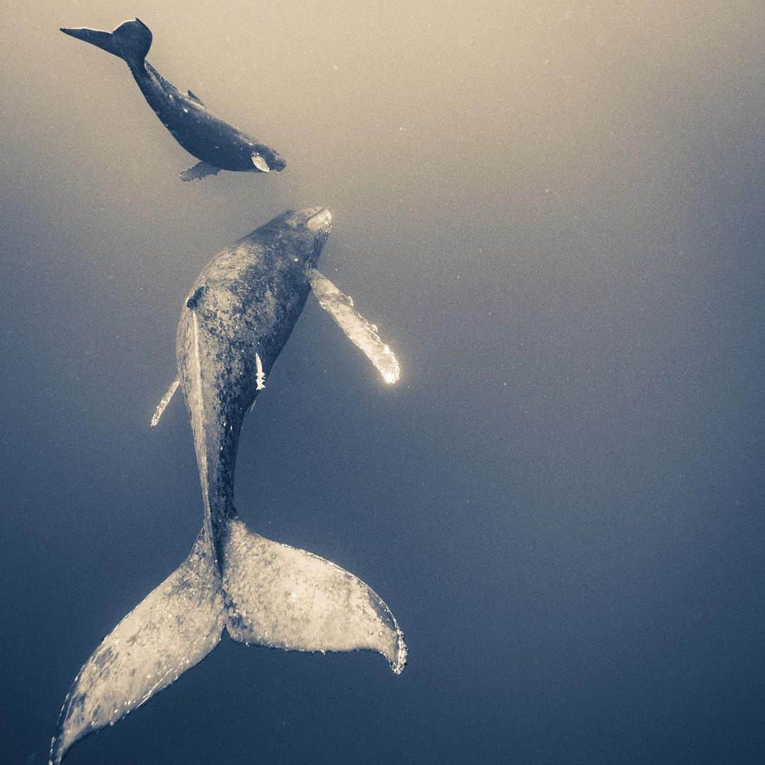 篠宮龍三のインスタグラム：「ザトウクジラの親子。  どんな言葉で話しているのかな。  母子の寄り添いかたに目が細くなります。  #whale #humpbackwhale  #whaleswim #freediving  #tonga #ホエールスイム #フリーダイビング #トンガ #sony #a7r3 #Nauticamhousings #underwaterphotography」