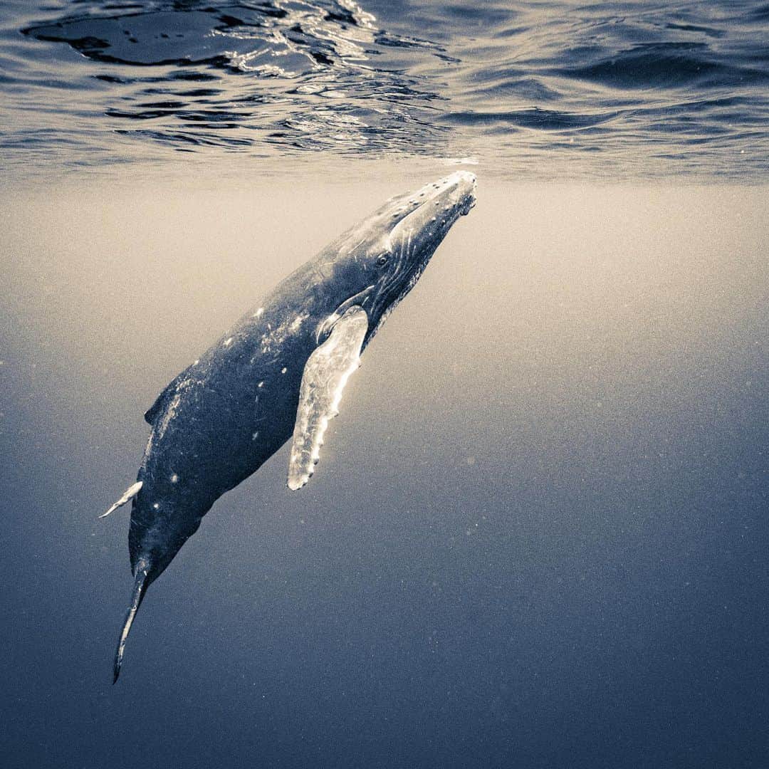 篠宮龍三のインスタグラム：「surface to air  #whale #humpbackwhale  #whaleswim #freediving  #tonga #ホエールスイム #フリーダイビング #トンガ #sony #a7r3 #Nauticamhousings #underwaterphotography」