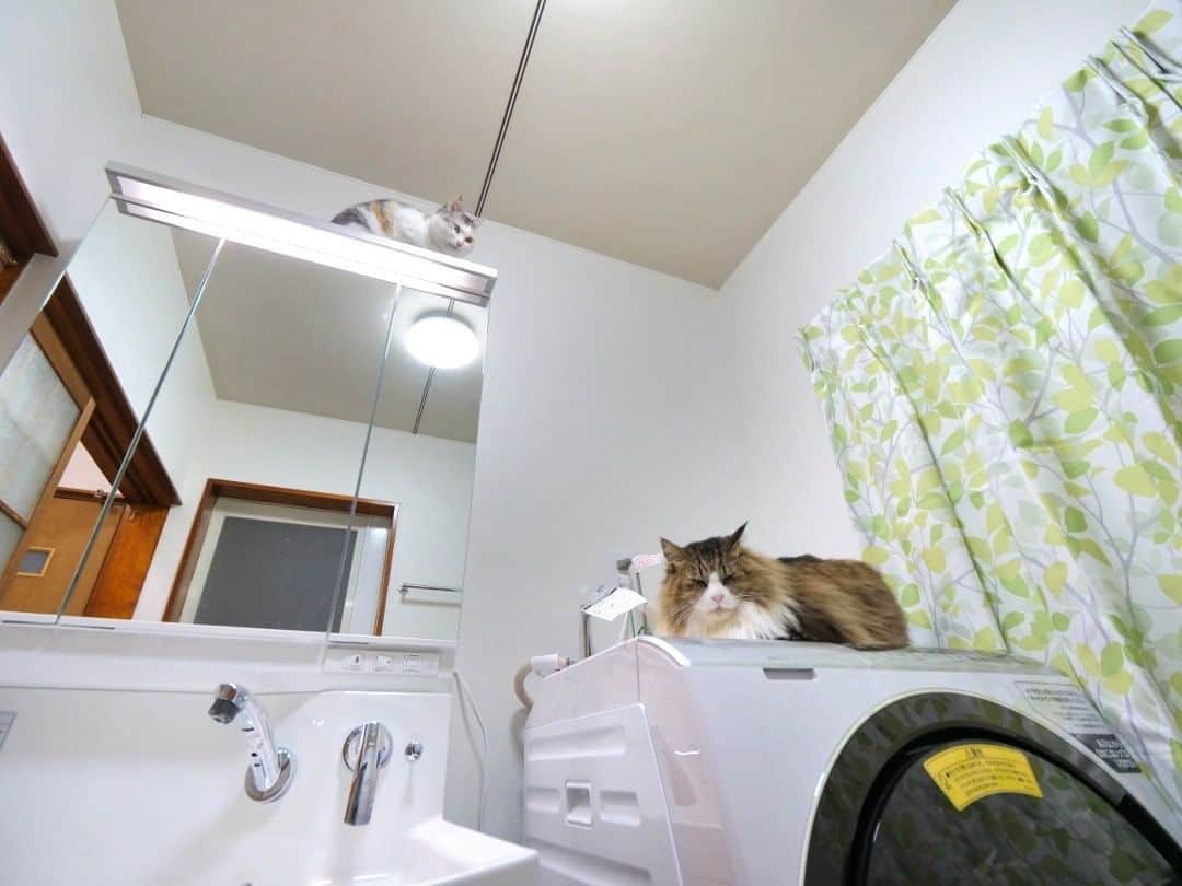 パステルキャットワールドさんのインスタグラム写真 - (パステルキャットワールドInstagram)「YouTube動画「DIYで洗面所をリフォーム＃4　浴室ドア交換、バスタオルハンガー、キャビネット収納棚制作！」より  #猫 #cat #cats #catstagram #catlife #nekokichi #bosskichi #ネコ吉 #ボス吉 #pastelcatworld #ねこ #洗面所リフォーム」2月20日 21時58分 - pastelcatworld