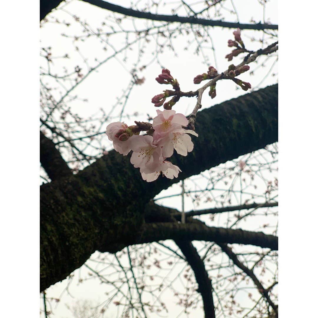 松井瑛理さんのインスタグラム写真 - (松井瑛理Instagram)「早とちりな桜がいらっしゃったので、お裾分け🌸 寒い時に咲く品種なのかな ? #🤔」2月20日 22時08分 - eri_matsui_official