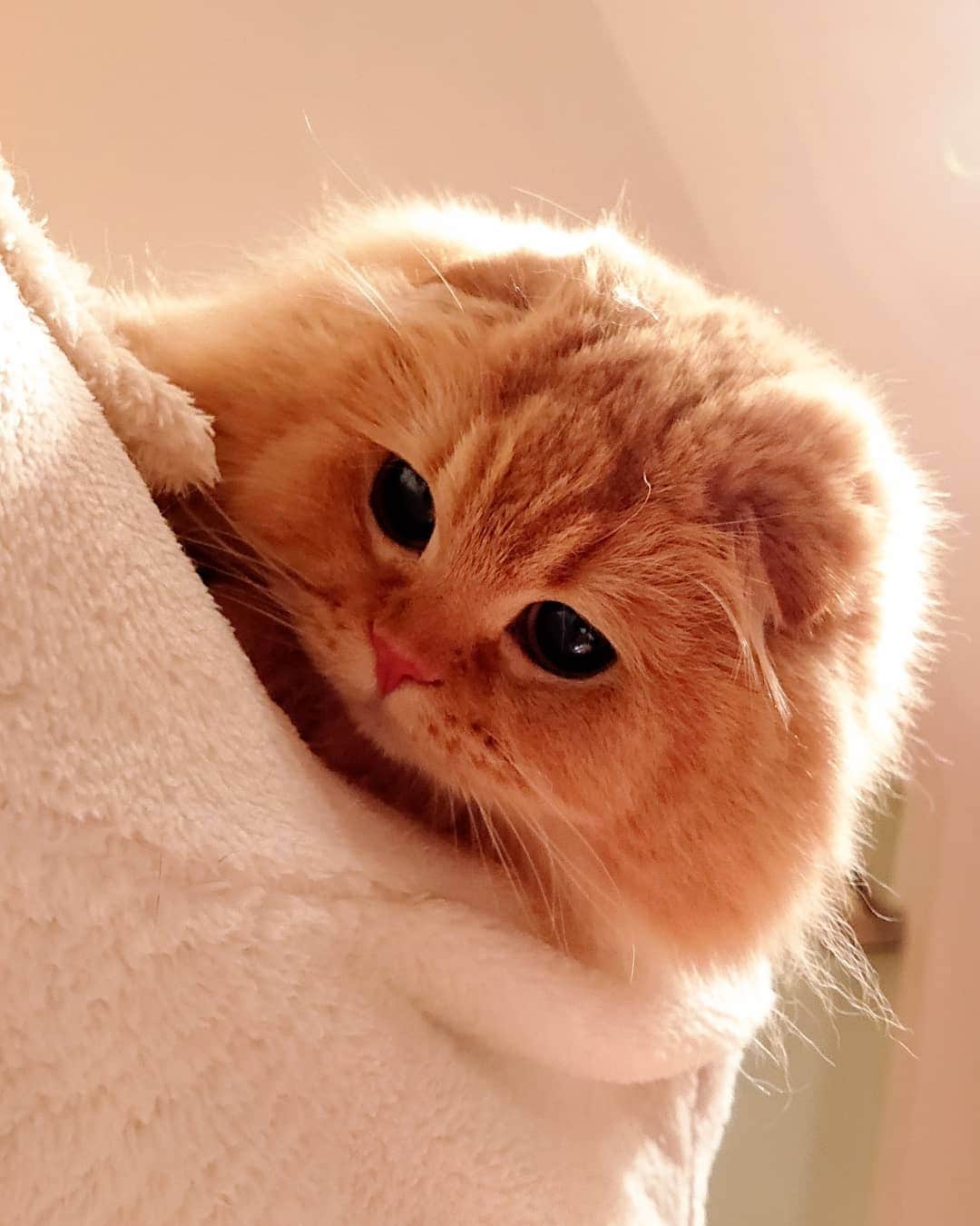 猫山田 Ａ. きなこさんのインスタグラム写真 - (猫山田 Ａ. きなこInstagram)「🐾 あくび赤ちゃん返り？ 🐾 AKUBI acts more like a baby. 🐾 #あくびでち フミチュパ中でち 久しぶりでち～～～ まだまだ赤ちゃんでいることにしたでち！ 🐾 #仔猫時代以来のフミフミ #フミフミだけならみんなやるけど #チュパ付きーーー #人間だと２５歳位だよ #なにかあったんかー 🐾 #にゃんすたぐらむ #ねこ部 #ねこすたぐらむ #にゃんだふるらいふ #ピクネコ #picneko #みんねこ #ペコねこ部 #ねこのいる生活 #catsofinstagram #catstagram #catlover #ilovemycat #catloversclub #catsofworld #catsofday #meowed #bestmeow #pleasantcats #pecotv #club_of_cats」2月20日 22時13分 - 20160121kinako