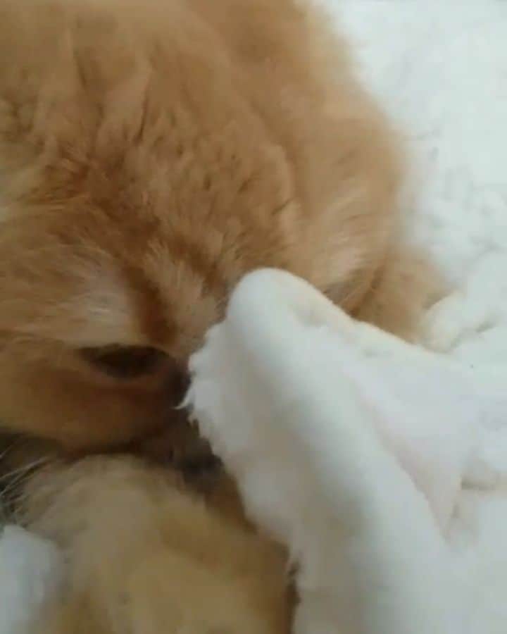 猫山田 Ａ. きなこのインスタグラム