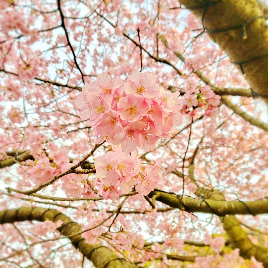 矢田優季のインスタグラム：「春よ来い🌸 . . 河津桜が各地で見頃ですね！ 江ノ島で素敵な出会いがありました💓  伊豆の河津町に今年こそはと思ってたのですが なかなか難しそう。 再会はいつかな？？ . . #群馬テレビ #GTV #アナウンサー #好きな季節 #名前も #春 #実は #ネックレスも #桜 #お気に入り #アクセサリー #一目惚れ #好きな花 #花 #河津桜 #神奈川 #湘南 #江の島 #静岡 #伊豆 #河津町 #出身 #浜松 #群馬 #名所 #どこですか？」