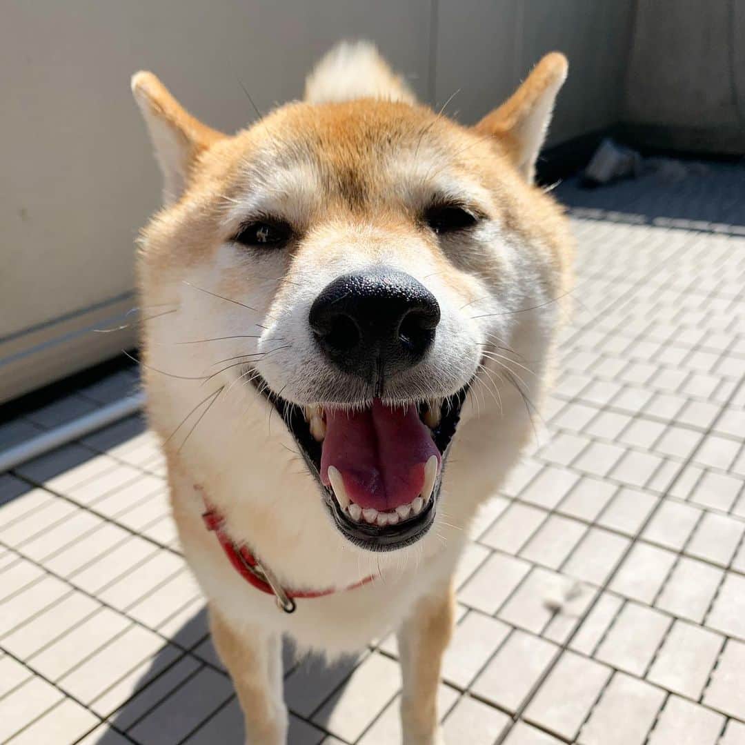 柴犬ハル 保護犬すずさんのインスタグラム写真 柴犬ハル 保護犬すずinstagram 犬は笑わない 笑ってるように見えるだけ って言った人誰でthか テレビでどこかの専門家さんが言ってた 口角が上がって笑ってるように見えるだけって 絶対笑ってると思う