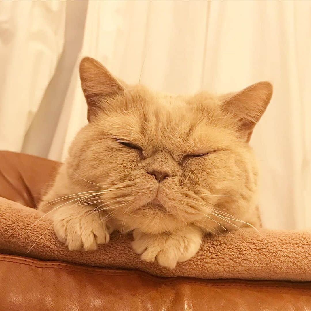 濱中鮎子のインスタグラム：「神さまチャイさまおやすみなさい  #cat #ネコ #小心者の親分 #チャイ坊 #チャイ #chai #britishshorthair #ブリティッシュショートヘア #クラッシュフェイス #ぶチャイく #愛の交歓」