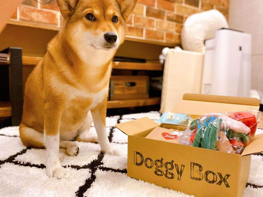 尾形貴弘さんのインスタグラム写真 - (尾形貴弘Instagram)「ミクの誕生日&バレンタインで @doggybox_jp さんから プレゼント頂きましたーー！！ これ毎回ミク喜ぶんだよなー！！ 美味しくて安心なオヤツも入ってる！！サンキューーー！！！ しかし、ミク美人だな。。。 #柴犬大好き #柴犬マニア  #愛犬  #赤柴 #しばけん  #しばちゃん  #しばいぬ大好き  #shibainu  #shiba_snap  #犬ばか部  #いぬばか部 #ミク #三九 #39 #パンサー尾形 #赤ちゃん #赤ちゃんのいる暮らし #赤ちゃんと犬 #1歳11ヶ月 #ミクサクタカヒロ #サンキュー #ママリ #ベビフル」2月20日 23時49分 - miku3_miku_9