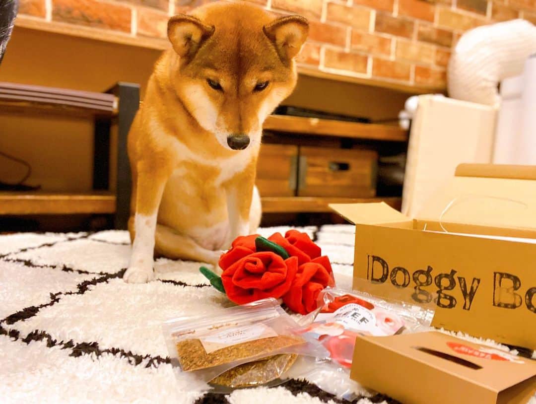 尾形貴弘さんのインスタグラム写真 - (尾形貴弘Instagram)「ミクの誕生日&バレンタインで @doggybox_jp さんから プレゼント頂きましたーー！！ これ毎回ミク喜ぶんだよなー！！ 美味しくて安心なオヤツも入ってる！！サンキューーー！！！ しかし、ミク美人だな。。。 #柴犬大好き #柴犬マニア  #愛犬  #赤柴 #しばけん  #しばちゃん  #しばいぬ大好き  #shibainu  #shiba_snap  #犬ばか部  #いぬばか部 #ミク #三九 #39 #パンサー尾形 #赤ちゃん #赤ちゃんのいる暮らし #赤ちゃんと犬 #1歳11ヶ月 #ミクサクタカヒロ #サンキュー #ママリ #ベビフル」2月20日 23時49分 - miku3_miku_9