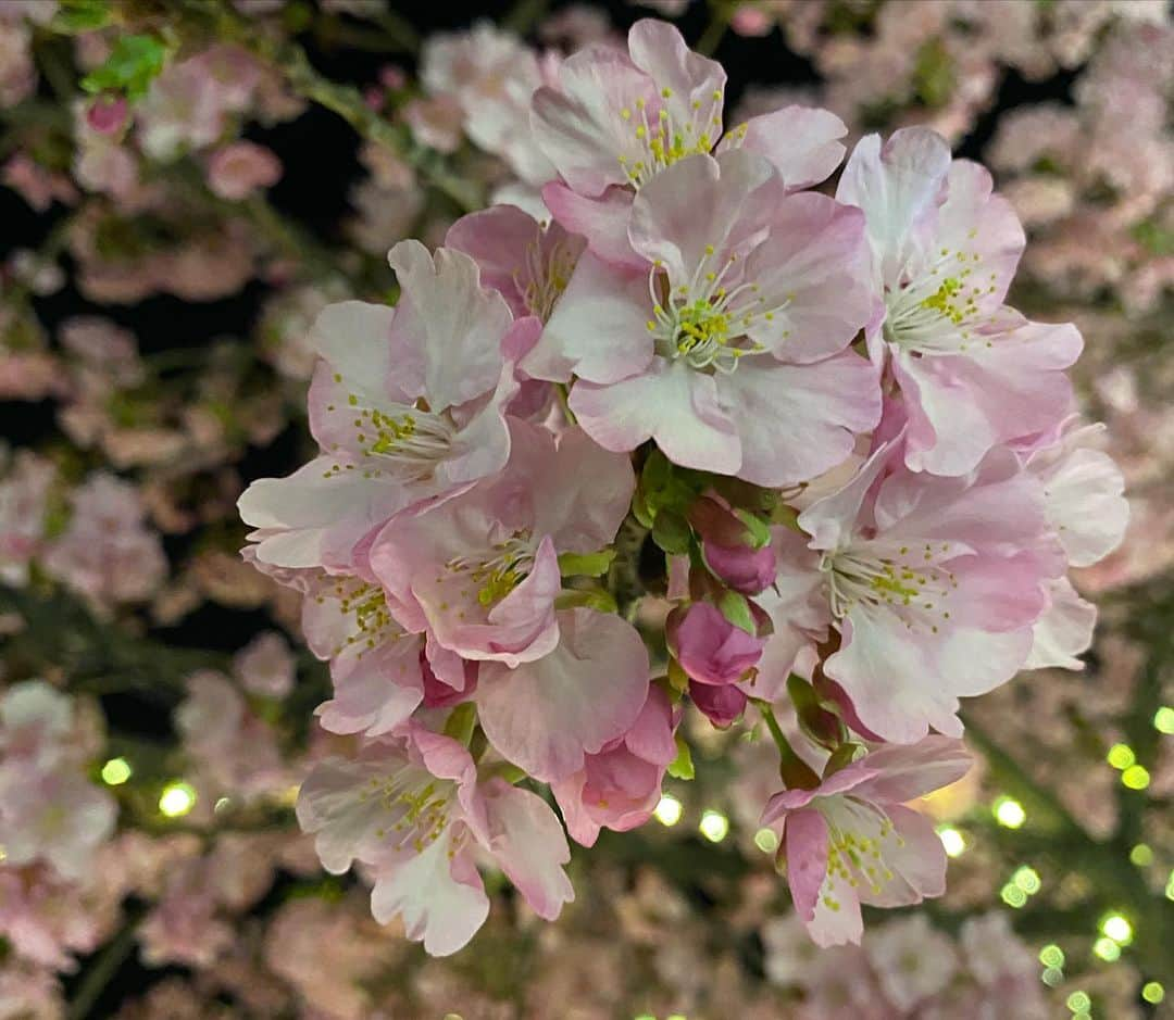 宮川紗麻亜さんのインスタグラム写真 - (宮川紗麻亜Instagram)「🌻 イルミネーションな桜🌸 綺麗だった〜✨ #桜 #Cherryblossom #flower #江ノ島 #イルミネーション」2月21日 0時06分 - sunflower__summer