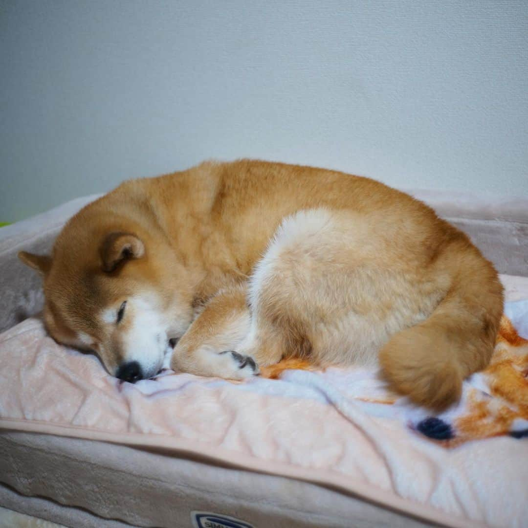 まる（まるたろう）さんのインスタグラム写真 - (まる（まるたろう）Instagram)「Good night✨🐶💤✨また明日ね〜 #明日は金曜日 #あっちゅうまやな #週末は何しよかな #雪でも降らないかな🙄」2月21日 0時17分 - marutaro