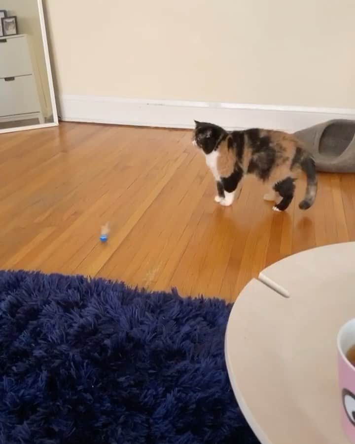 Pudgeのインスタグラム：「Wow, Pudge is such a playful cat.  @bouncytails #pudgethecat」