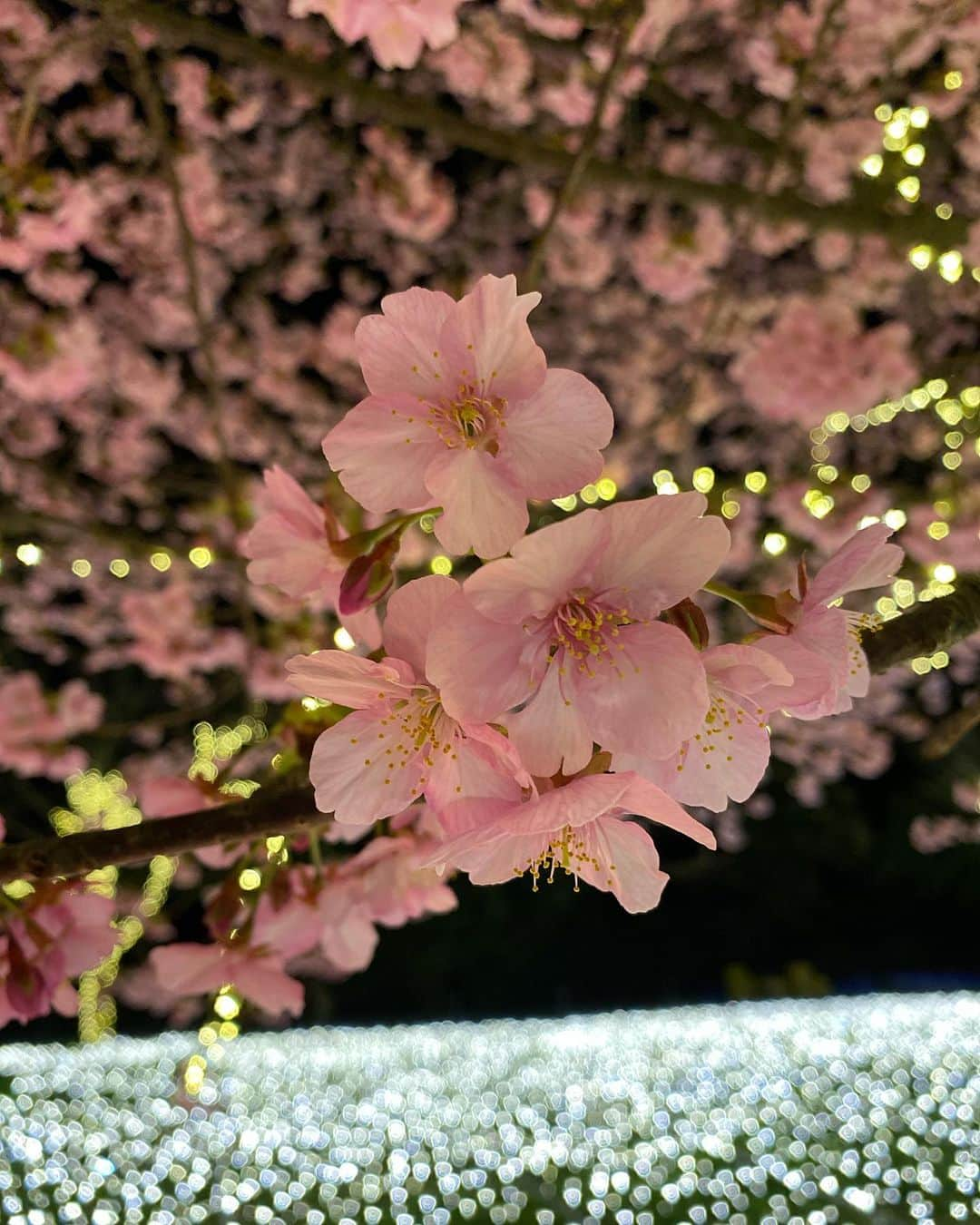 宮川紗麻亜さんのインスタグラム写真 - (宮川紗麻亜Instagram)「🌻 イルミネーションな桜🌸 綺麗だった〜✨ #桜 #Cherryblossom #flower #江ノ島 #イルミネーション」2月21日 0時11分 - sunflower__summer