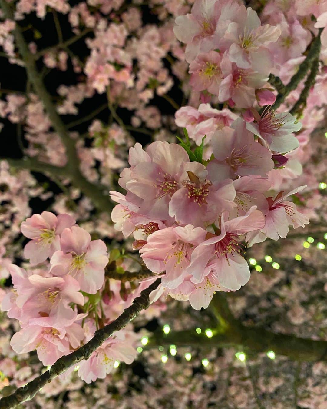 宮川紗麻亜さんのインスタグラム写真 - (宮川紗麻亜Instagram)「🌻 イルミネーションな桜🌸 綺麗だった〜✨ #桜 #Cherryblossom #flower #江ノ島 #イルミネーション」2月21日 0時11分 - sunflower__summer