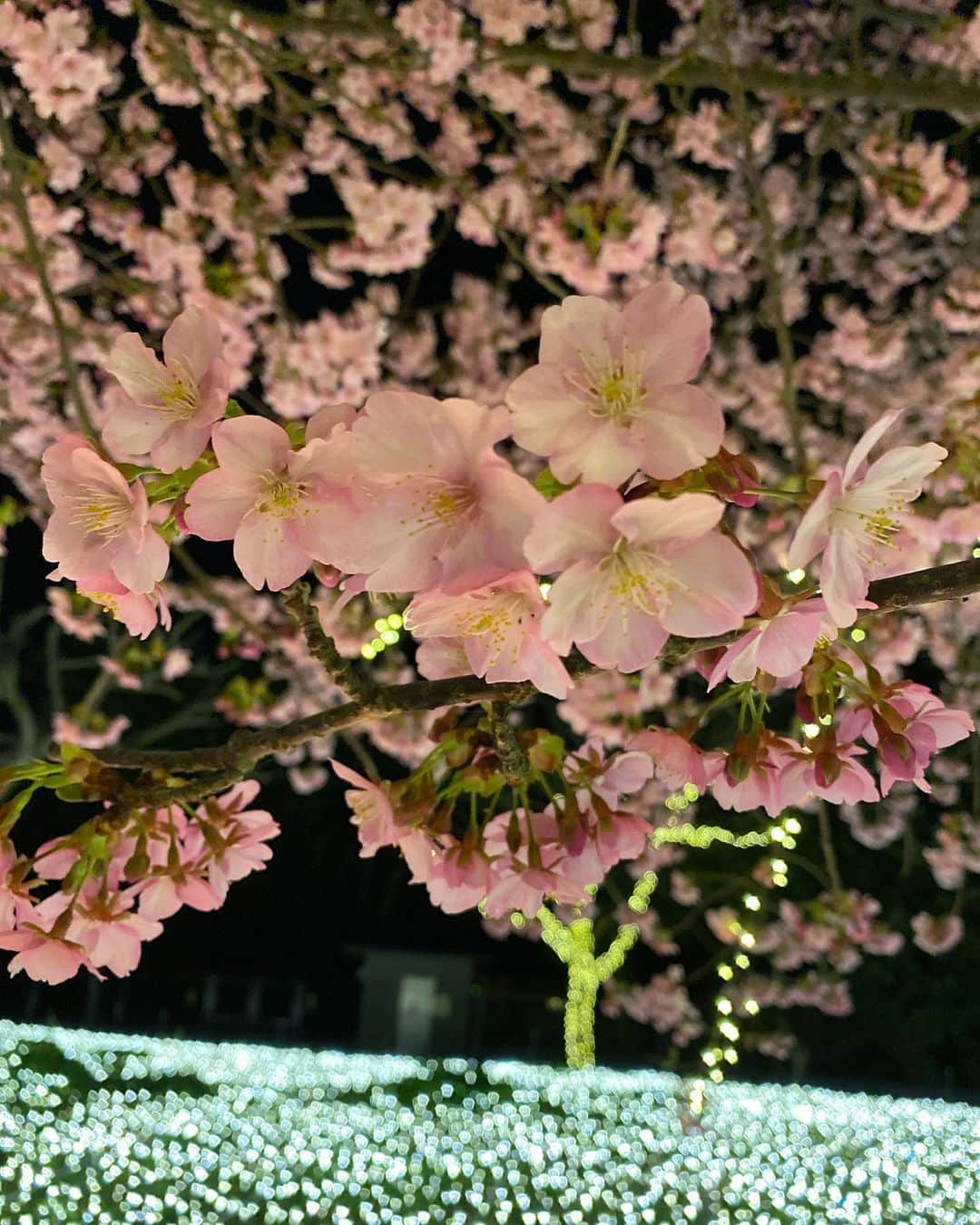 宮川紗麻亜さんのインスタグラム写真 - (宮川紗麻亜Instagram)「🌻 イルミネーションな桜🌸 綺麗だった〜✨ #桜 #Cherryblossom #flower #江ノ島 #イルミネーション」2月21日 0時11分 - sunflower__summer