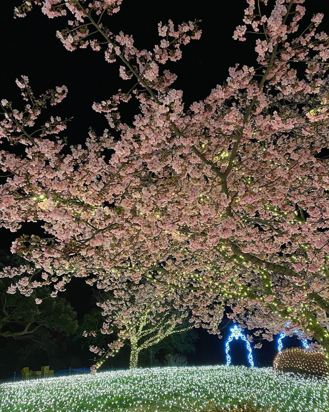 宮川紗麻亜さんのインスタグラム写真 - (宮川紗麻亜Instagram)「🌻 イルミネーションな桜🌸 綺麗だった〜✨ #桜 #Cherryblossom #flower #江ノ島 #イルミネーション」2月21日 0時12分 - sunflower__summer