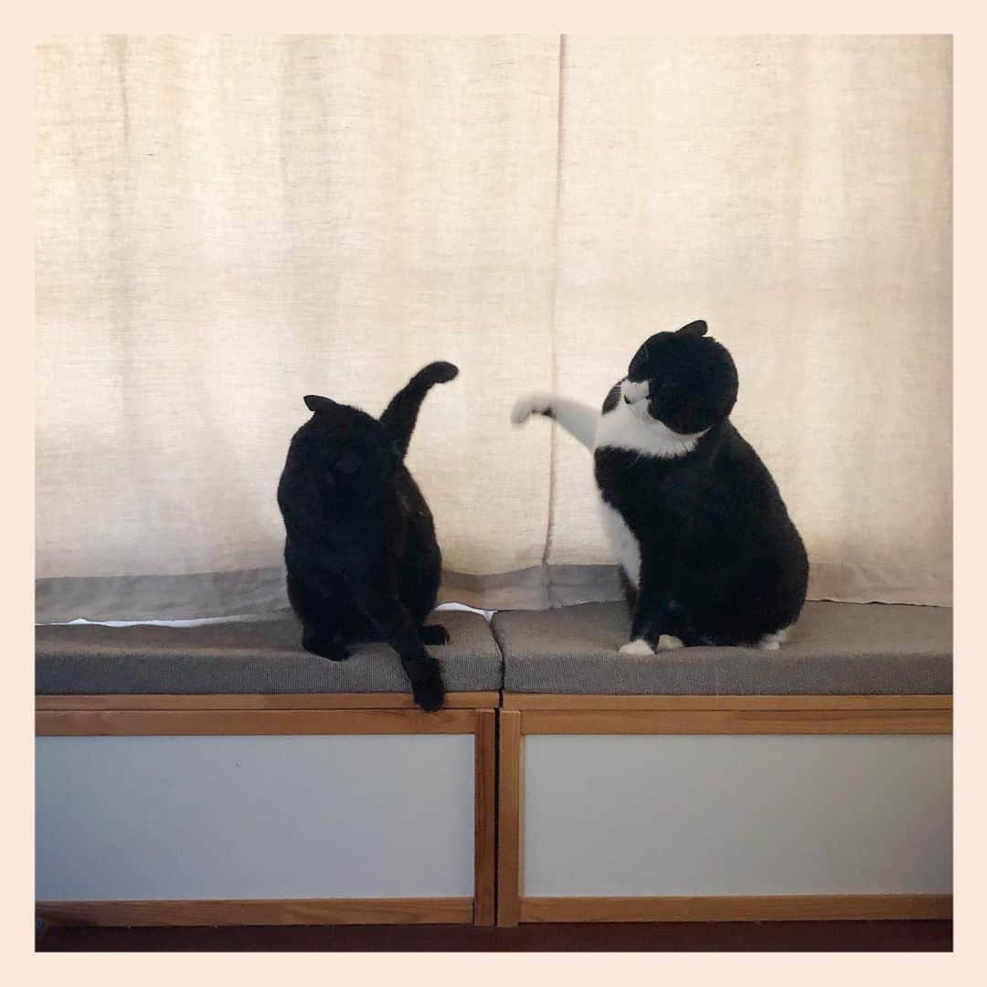 パンといっぴきさんのインスタグラム写真 - (パンといっぴきInstagram)「#元保護猫 #白黒猫 #ハチワレ #blackandwhitecat #tuxedocat #元野良猫 #黒猫 #blackcat」2月21日 0時23分 - kwhr725
