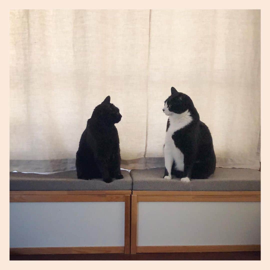 パンといっぴきのインスタグラム：「#元保護猫 #白黒猫 #ハチワレ #blackandwhitecat #tuxedocat #元野良猫 #黒猫 #blackcat」