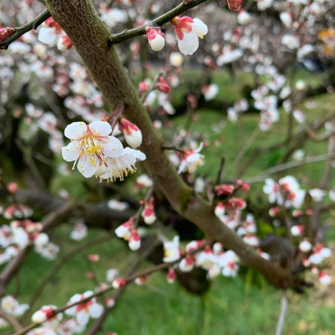 岡野綾夏さんのインスタグラム写真 - (岡野綾夏Instagram)「先週の生中継、見ていただけました？ もう梅の季節って…🌸 ちょっとずつ春が近づいてるんだね😘 . 明日の中継も見てね〜♥️ . 金曜朝10:20頃だよ〜🙌 . #岡野綾夏 #ももち浜ストア #金曜生中継 #加工なし #梅の花」2月21日 0時31分 - ayaka.o531