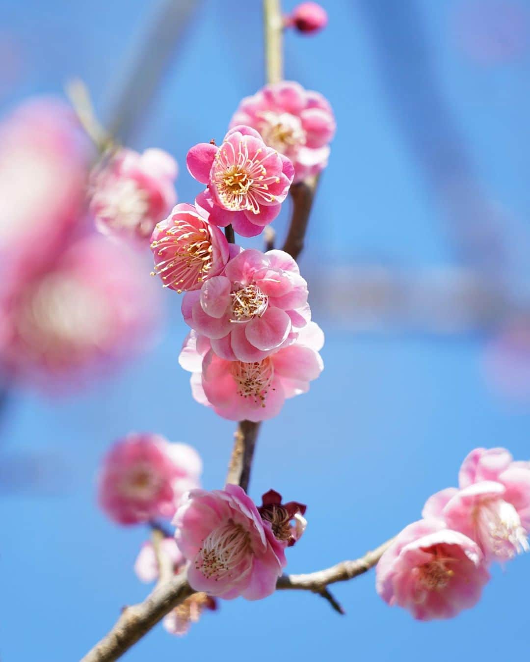 よみうりランドのインスタグラム：「【梅】 今園内の梅の花が見頃です。春はもうそこまで！ 【plum blossoms】 The plum blossoms in the garden are at their best. Spring is almost here!  #よみうりランド #遊園地 #梅 #花  #ファミリー #家族  #週末 #東京 #小旅行 #女子旅 #観光 #観光スポット #観光地 #インスタ映えスポット #よみラン映え #よみランジェニック #Yomiuriland  #Tokyo #Japan #amusementpark #instagood #trip」