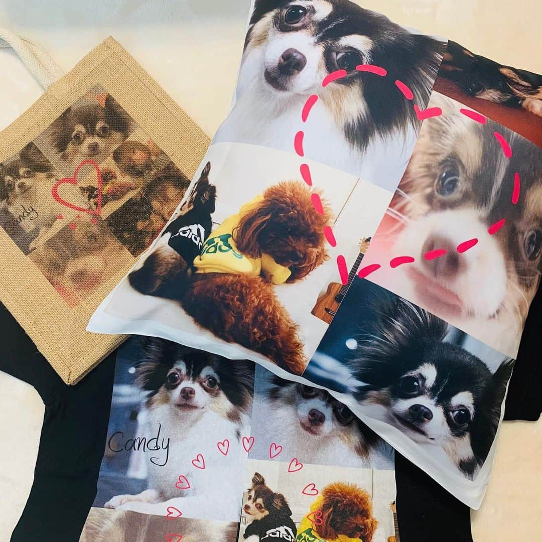 松下萌子のインスタグラム：「きゃんちゃんが、サプライズで届きました❣️🥰🐶🤎💕🥰😭🦋 可愛い〜〜〜💋 #松下キャンディ #Chihuahua #howsweet #supercute #love #kiss #hug #dog #mydog #forever」