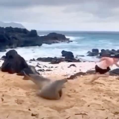 WildLifeのインスタグラム：「⚠️ WARNING: GRAPHIC CONTENT ⚠️ Please share this sad video of a sleeping monk seal being slapped as a prank in Hawaii — we must work together to stop disgusting acts like this and end animal pranks like this once and for all! Animals are living creatures and we humans treat far too many of them terribly — they are NOT here for our entertainment and this poor seal doesn’t deserve to be slapped like this so we must spread awareness that animal pranks like this will not be tolerated in the future, and anyone who abuses any animals will go to jail! Monk seals are protected by law and harassing a monk seal is a class C felony punishable by time behind bars and fines so please share this video with your Instagram followers, email it, text it, WhatsApp it, Tweet it…send it to EVERYONE you know and tell them to share it too as seemingly “funny” pranks like this are actually very cruel and punishable with jail time! WE MUST DO BETTER and make this a healthier planet for humans and animals alike. So, please share this video with your followers and tag people, celebrities, and influencers who need to see it and let’s all get the word out to end animal pranks like this RIGHT NOW! Reposted from @karmagawa #endanimalabuse」