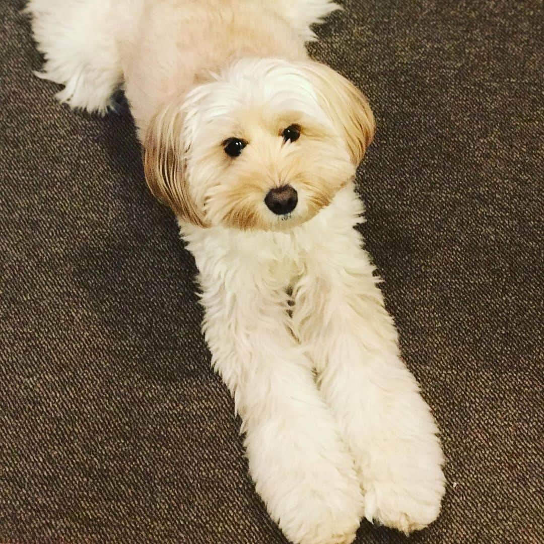 北山陽一のインスタグラム：「おやすみなさい #きたやまおもち」