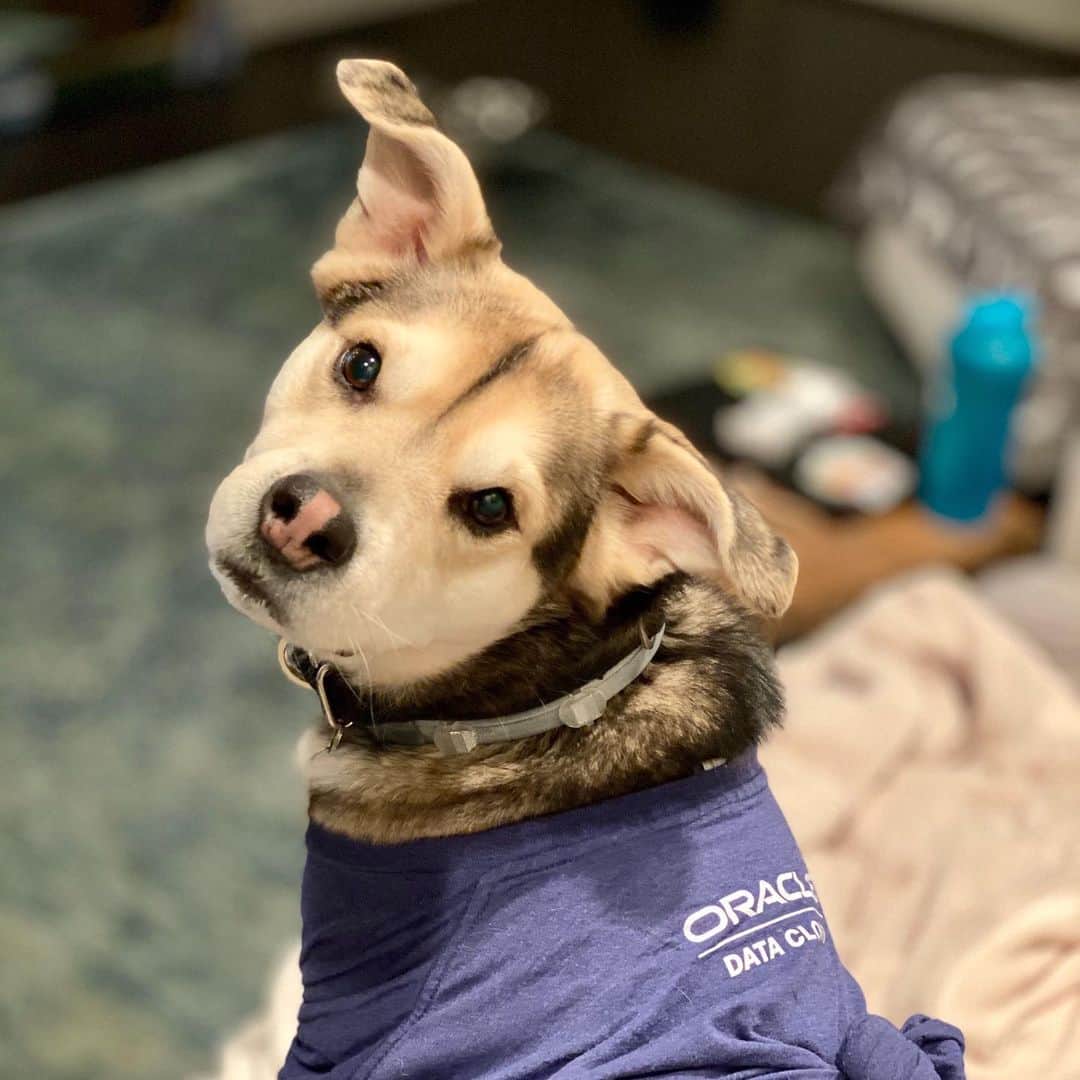 Oracle Corp. （オラクル）さんのインスタグラム写真 - (Oracle Corp. （オラクル）Instagram)「To celebrate #NationalLoveYourPetDay we're sharing a few of the Oracle team's loyal friends that we love everyday! 🐕 🦜🐈 Do you have a pet? Let us know in the comments and remember to give them an extra cuddle today!」2月21日 4時26分 - oracle