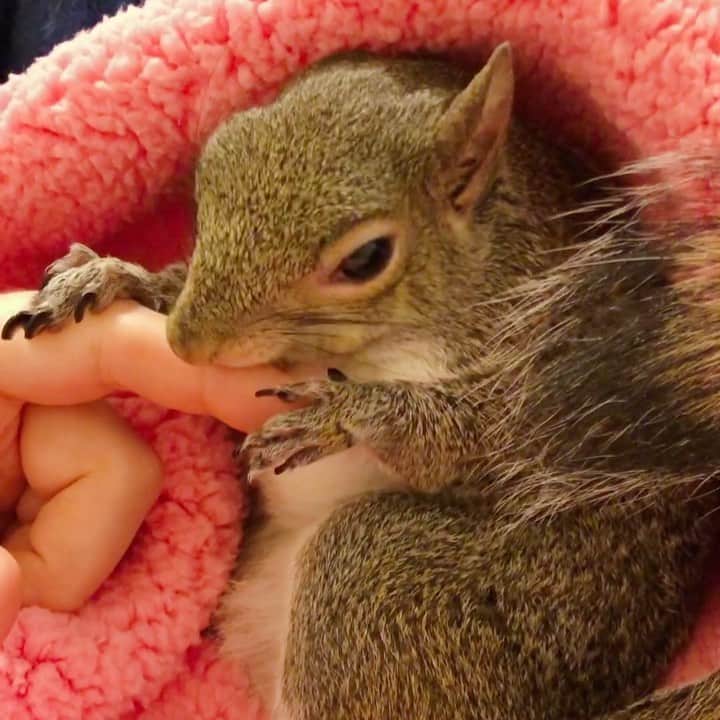 Jillのインスタグラム：「Squirrel Manicure⁣ ⁣ What it feels like // tiny angel hands hold onto your finger for stability while her teeth gently scrape along your skin with focus and precision.⁣ ⁣ Comment 😇 to book ⁣ ⁣ ⁣ ⁣ #petsquirrel #squirrel #squirrels #squirrellove #squirrellife #squirrelsofig #squirrelsofinstagram #easterngreysquirrel #easterngraysquirrel #ilovesquirrels #petsofinstagram #jillthesquirrel #thisgirlisasquirrel #squirrelgrooming #squirrelmanicure」