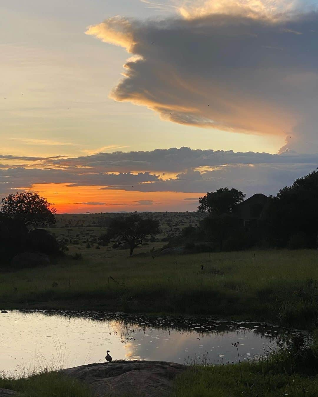 リリーマイマックさんのインスタグラム写真 - (リリーマイマックInstagram)「No words but I feel it in my chest 🌅🙏🏼 @modelistemagazine @fsserengeti #modearoundtheglobe #fourseasonsserengeti」2月21日 5時49分 - lilymaymac