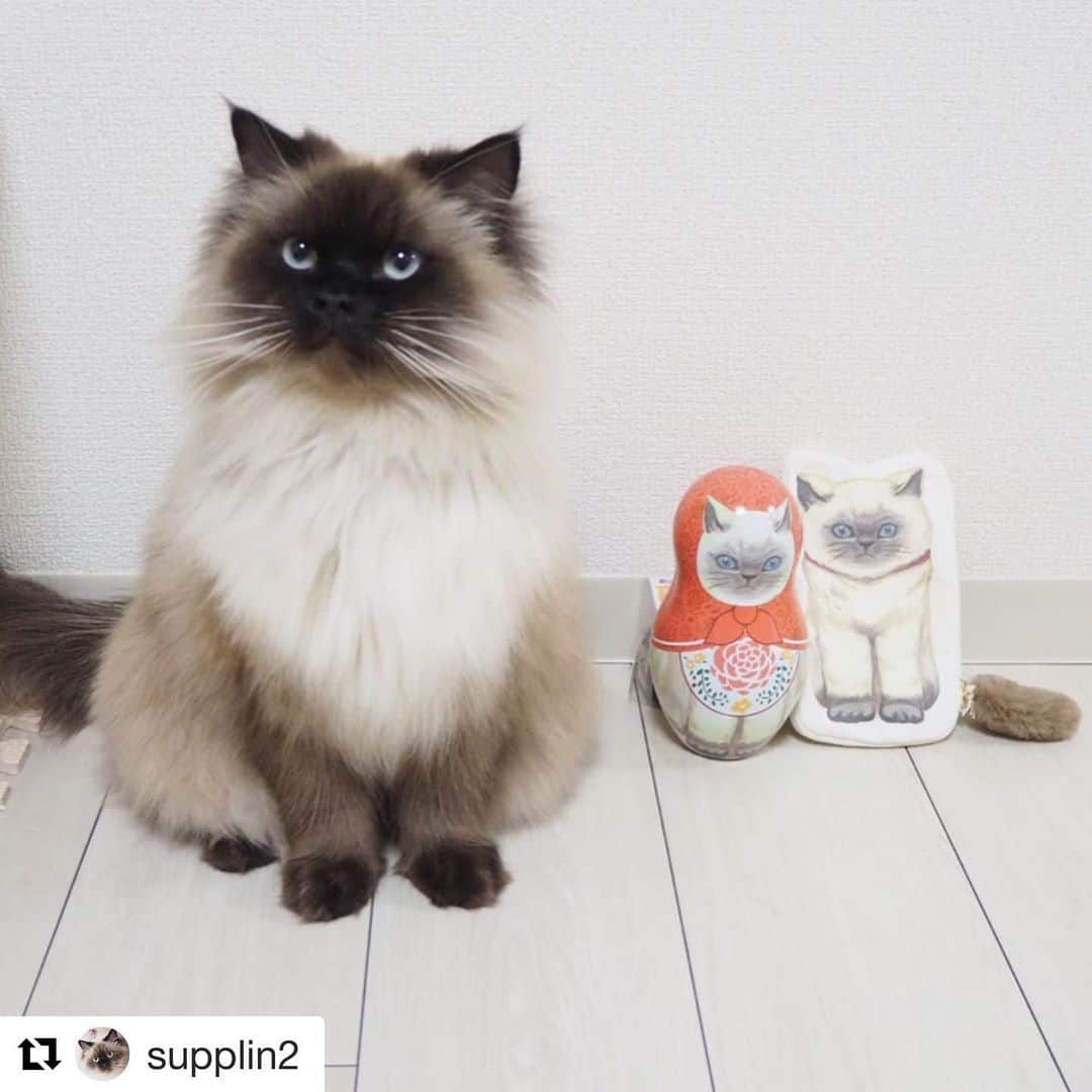 Cat's NapTimeのインスタグラム：「#Repost @supplin2 with @get_repost ・・・ もうすぐ猫の日🐱 AfternoonTeaLIVING とCat’s ISSUEとのコラボレーション「Cat’s NapTime」の第5弾 . マトリ－ショカ缶には紅茶が入ってました💗 ポ－チと3人並べて見たよ💘 ノベルティのミニマグカップかわいい(˶ ̇ ̵ ̇˶ )☕️ ・ ・ #catsnaptime #cats_naptime #cats_naptime5  #AfternoonTea #AfternoonTeaLIVING  #アフタヌーンティー . #にゃんすたぐらむ #ヒマラヤン #ひまらやん #ひまスタグラム101 #himalayancat #猫 #ねこのきもち #ねこ部 #ネコ部  #ねこすたぐらむ #ふわもこ部  #ねこ好き #cat #instacat #catstagram #ilovemycat #instagramcats #meow #petstagram #cutepets」