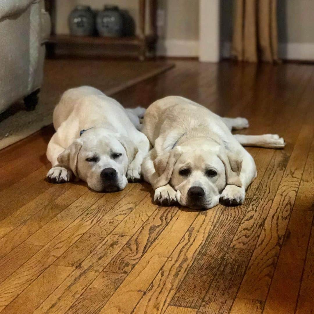 Huckのインスタグラム：「Having the zoomies can be exhausting, right George and Gibbes? 🌀🐾 . . . . . . #talesofalab #talesofalabpuppy #fab_labs_ #thelablove_feature #worldoflabs #puppiesofinstagram #englishlabrador #labradorretriever #puppiesofinsta #yellowlab #labradorsofinstagram #instalab #labrador_class #brotherlylove」