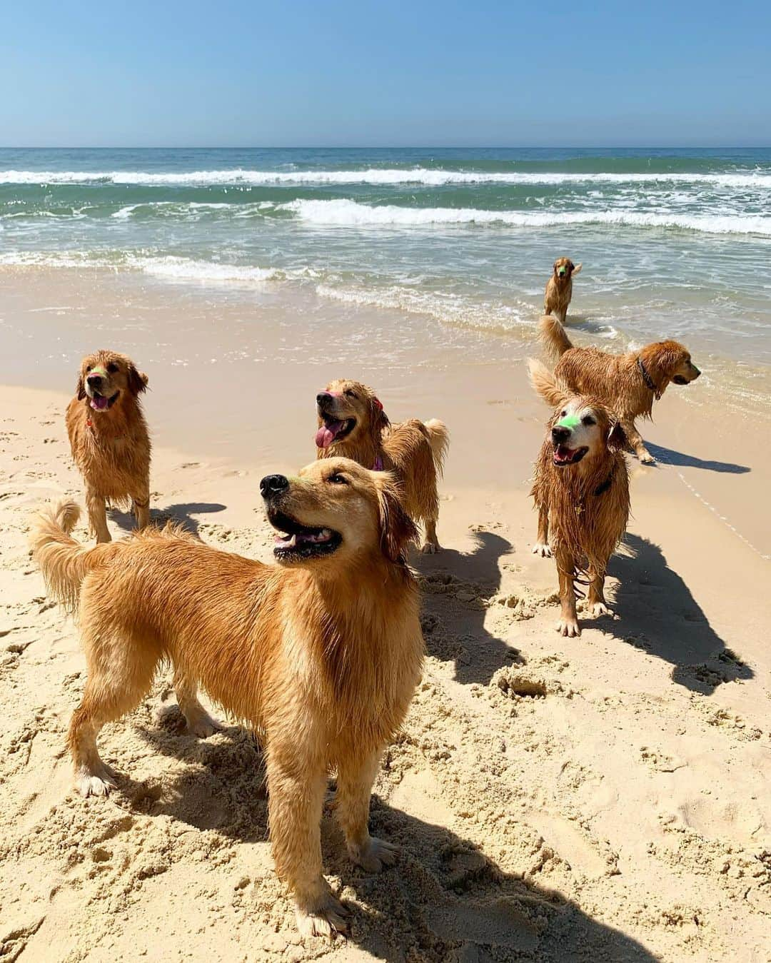 Bobさんのインスタグラム写真 - (BobInstagram)「TBT Que dia!!! 🏖☀️ #tbt #throwback #throwbackthursday #dogs #dogsofinstagram #pets #goldenretriever #goldenretrievers #beach #riodejaneiro #errejota #rj #vejario #instagram #instagrammers」2月21日 7時02分 - bob_marley_goldenretriever