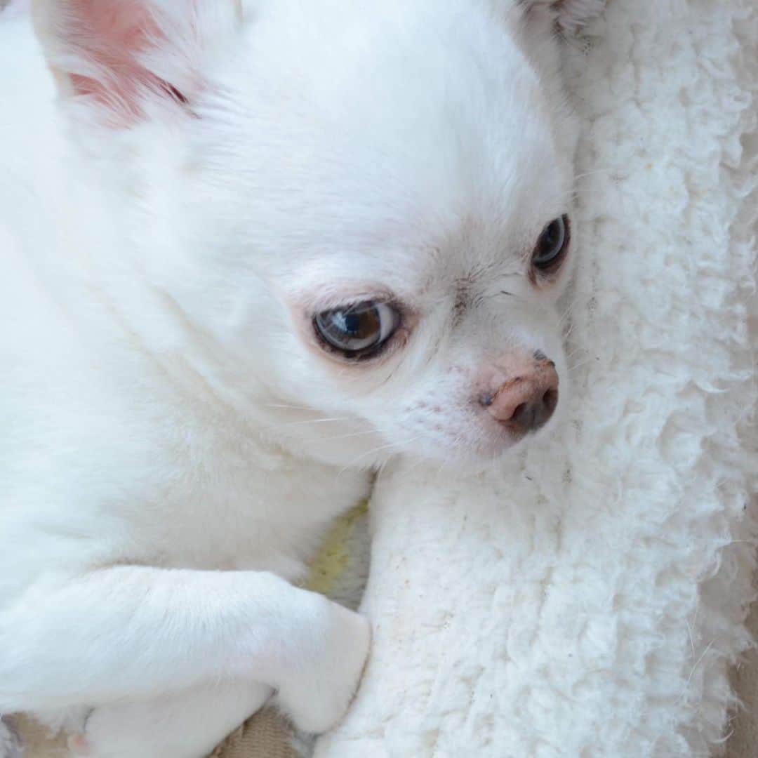 KORIKIのインスタグラム：「おはようございます♪ * #dogofsapporo #dog, #dogs, #dogstagram,#chihuahua,#犬バカ部,#チワワ,#koriki, #hanadog #白スムチ連合会, #スムチー,  #dogofthedayjp, #dogoftheday  #ilovemydog #instadog #instapet #WhiteChihuahua  #吉娃娃 #치와와  #dogsofinstagram #Chihuahualover  #ชิวาวา #チワワの輪 #barkbox #WhiteChihuahuaParty #もふもふモフモフ」