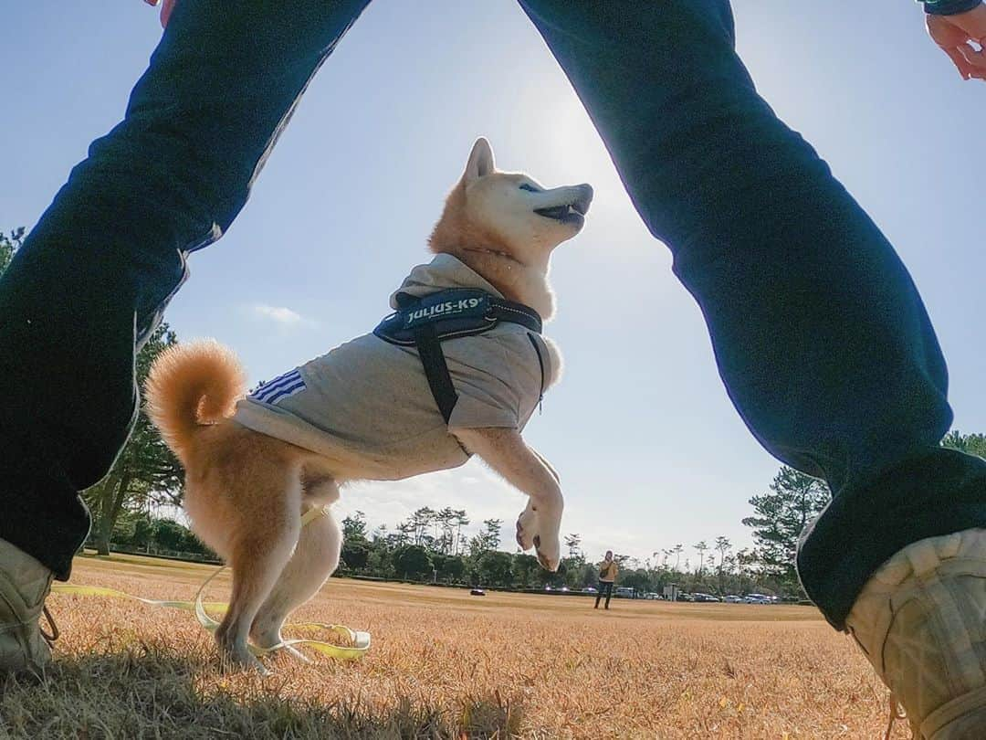 BlackRed shibasさんのインスタグラム写真 - (BlackRed shibasInstagram)「let's Go!!! Musashi. . . . #goprohero8 .  @GoPro @GoProjp . #neneandmusashi2020 #shibainu #shiba #柴犬 #しばいぬ #dog #日本犬 #happy #lovely #cute #GoPro #ゴープロ #goprohero8 #goprodog #goproのある生活 #hero8  #goprojp #gopropets #besomedoggy #doggo #goprohappy #goprodogsquad #capturedifferent」2月21日 8時35分 - black_red_jp