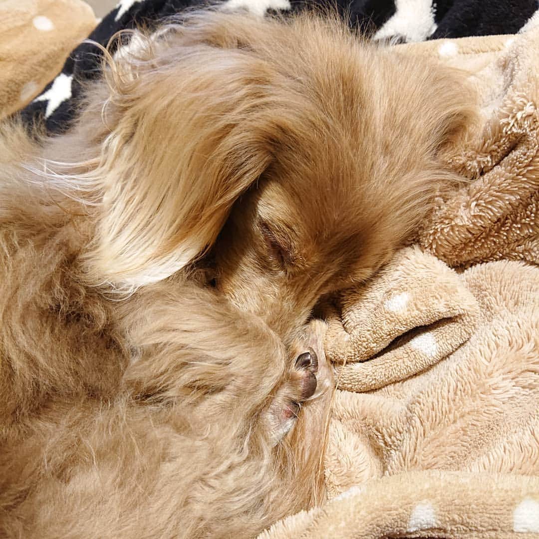 くるみんのインスタグラム：「* お鼻隠して寝んね 可愛いな💓💓💓 * #ミニチュアダックスフンド #ミニチュアダックスフント #ミニチュアダックス #イザベラタン #イザベラ #ダックス多頭飼い #ダックスフント #ダックス部 #ダックス大好き #ダックスフンド #ダックス #わんこなしでは生きていけません会 #いぬばか部 #いぬすたぐらむ #短足部 #可愛い #かわいい #all_dog_japan #east_dog_japan #dachshundgram #dachshund_feature #dachshund #dogstagram #instagramdog #instadachs #inustagram #kyounodachs #todayswanko #7pets_1day #犬のいる生活」