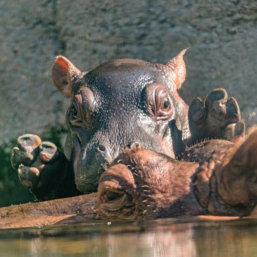 San Diego Zooさんのインスタグラム写真 - (San Diego ZooInstagram)「Who’s the cutest hippo ever? 🙌 #feetsies #sandiegozoo #savingspecies」2月21日 9時32分 - sandiegozoo