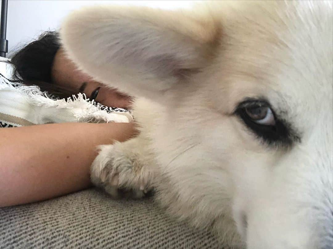 Winston the White Corgiさんのインスタグラム写真 - (Winston the White CorgiInstagram)「If you really love me, please find other ways to love me. #nationalloveyourpetday x #stankeyeseries」2月21日 9時33分 - winstonthewhitecorgi