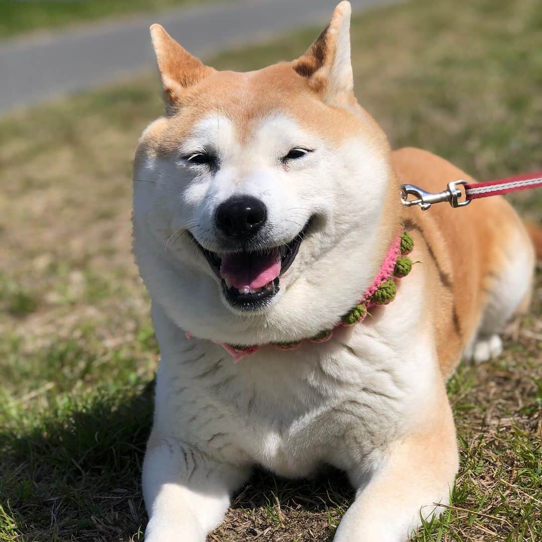 こなつさんのインスタグラム写真 - (こなつInstagram)「今日も良い天気☀️ 少し遠くまでお散歩行きました。 橋を渡るの、どうしても嫌い😭 加えて、なんか音がしたね。 しばらくは尻尾だらりんでした。」3月21日 13時04分 - makonatu