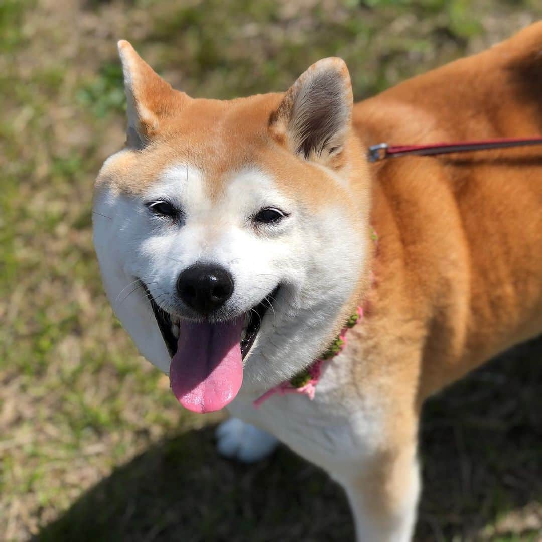 こなつさんのインスタグラム写真 - (こなつInstagram)「今日も良い天気☀️ 少し遠くまでお散歩行きました。 橋を渡るの、どうしても嫌い😭 加えて、なんか音がしたね。 しばらくは尻尾だらりんでした。」3月21日 13時04分 - makonatu