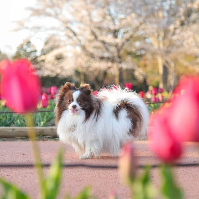 mycoのインスタグラム：「🐶りりさんとチューリップ🌷  #pom #pomeranian #instadog #チューリップ #spring #春　#ポメラニアン　#パーティカラーポメラニアン」