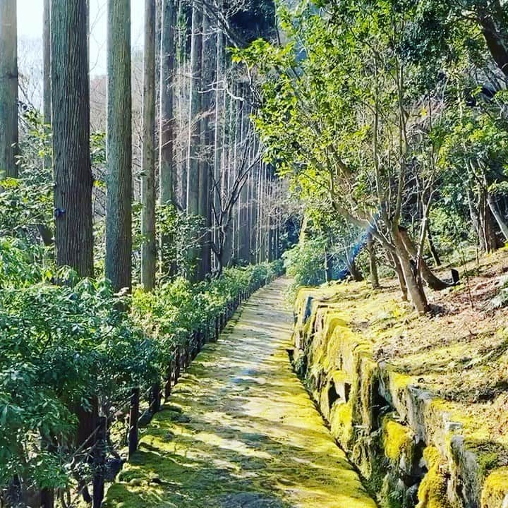 HiRAO INCのインスタグラム：「. Aman Kyoto Good vibes 🙏✨ . . 隠れた庭園を散歩してるような敷地 とにかく石と苔と植物が素晴らしい。  この庭園自体が造られたのは、約70年前。 当時の所有者だった西陣織の名家が、マチュピチュからインスパイアされて織物美術館を地中に作ることを夢見て造園を開始して、手付かずのまま忘れ去られていた、美しい森と庭。  石垣、石畳、石門、石段など、まるで古代遺跡の庭のように素晴らしい石だらけ。遺跡愛好家だった前所有者が集めていた、今では到底手に入らない銘石だそうで、それだけでも価値がある。 全所有者が桜より紅葉が好きだったこともあり、23,000本もあるというモミジ、秋はすごいんだろうな」