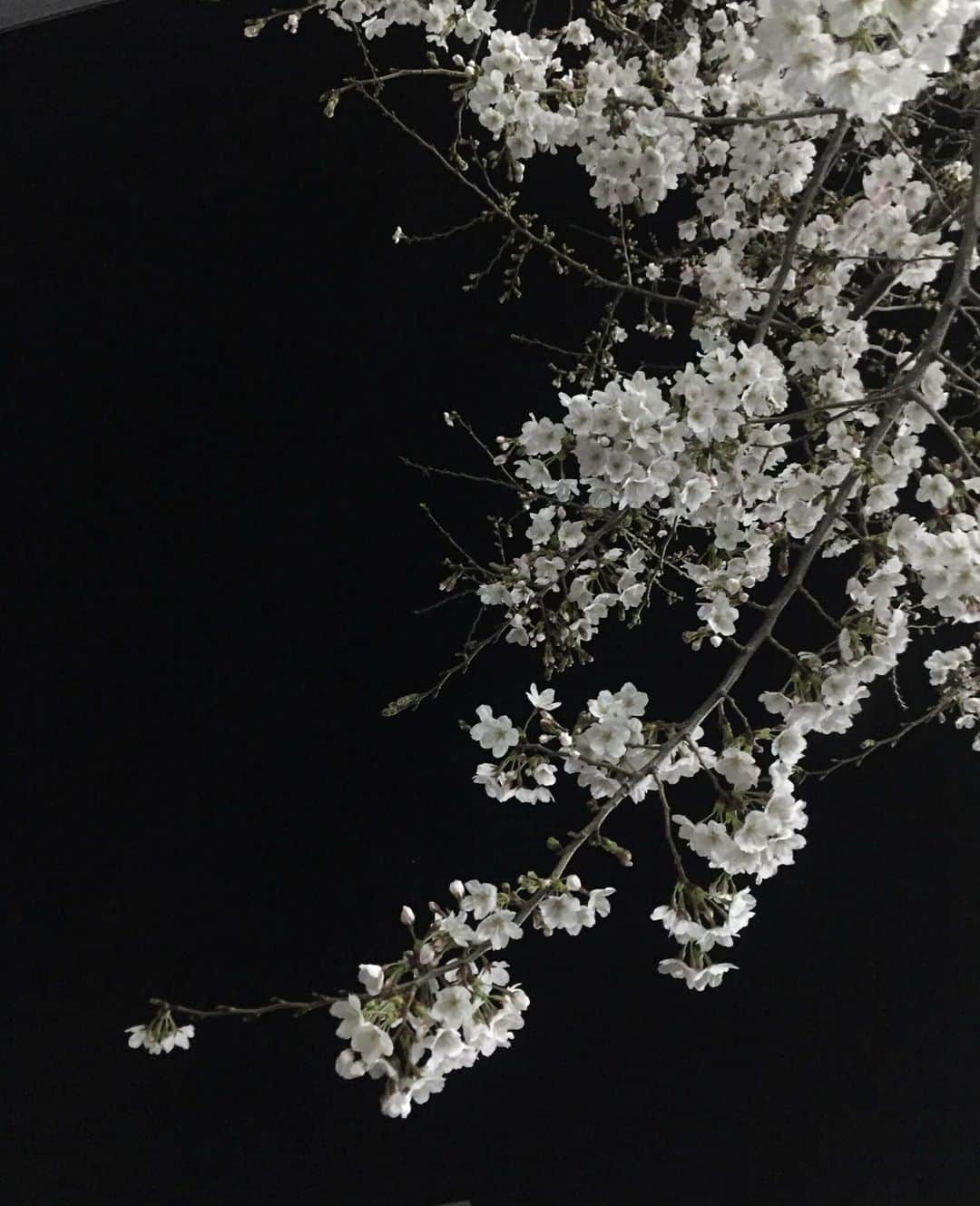 伊東みつきのインスタグラム：「近所に桜さいてます🌸✌🏻 #cherryblossom #桜 #春 #spring #夜桜」