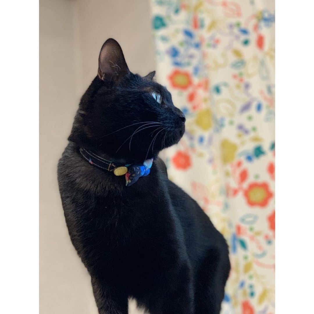 松浦雅さんのインスタグラム写真 - (松浦雅Instagram)「ぴっと凛々しく🐱 . #cat #blackcat #猫 #黒猫 #ねこすたぐらむ #ねこと暮らす #🐈 ＃とにーすたぐらむ」3月21日 13時32分 - m.miyabi614