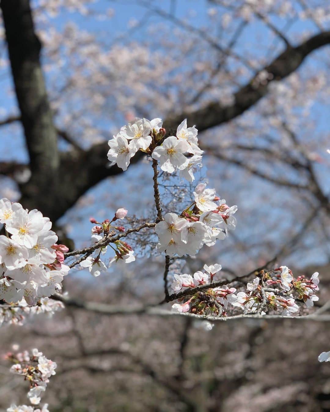 中村愛さんのインスタグラム写真 - (中村愛Instagram)「🌸♡ ・ ・ ・ #代々木公園　桜🌸いい感じでしたー^_^✨‼️ 何よりも天気良いからだろうなぁ❣️❣️ お昼以降はちょいと人多め！ #nikon #桜  #撮影のお手伝い #中村愛」3月21日 13時32分 - nakamuramura_ai